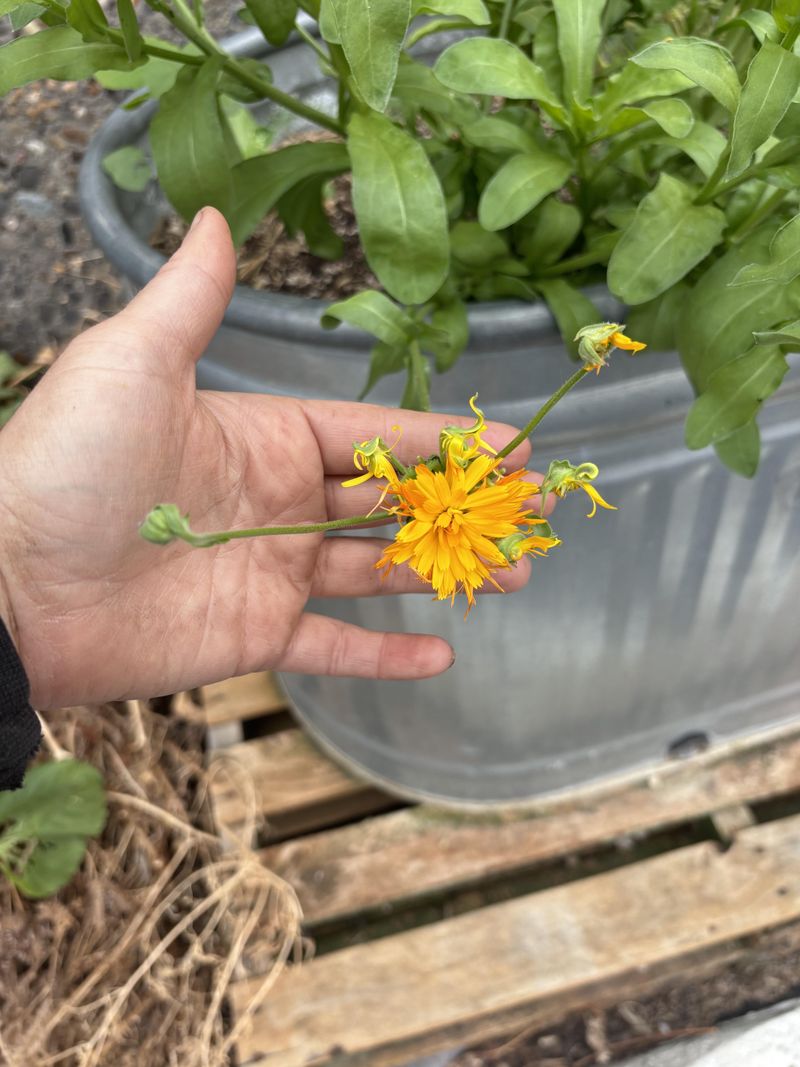 Calendula