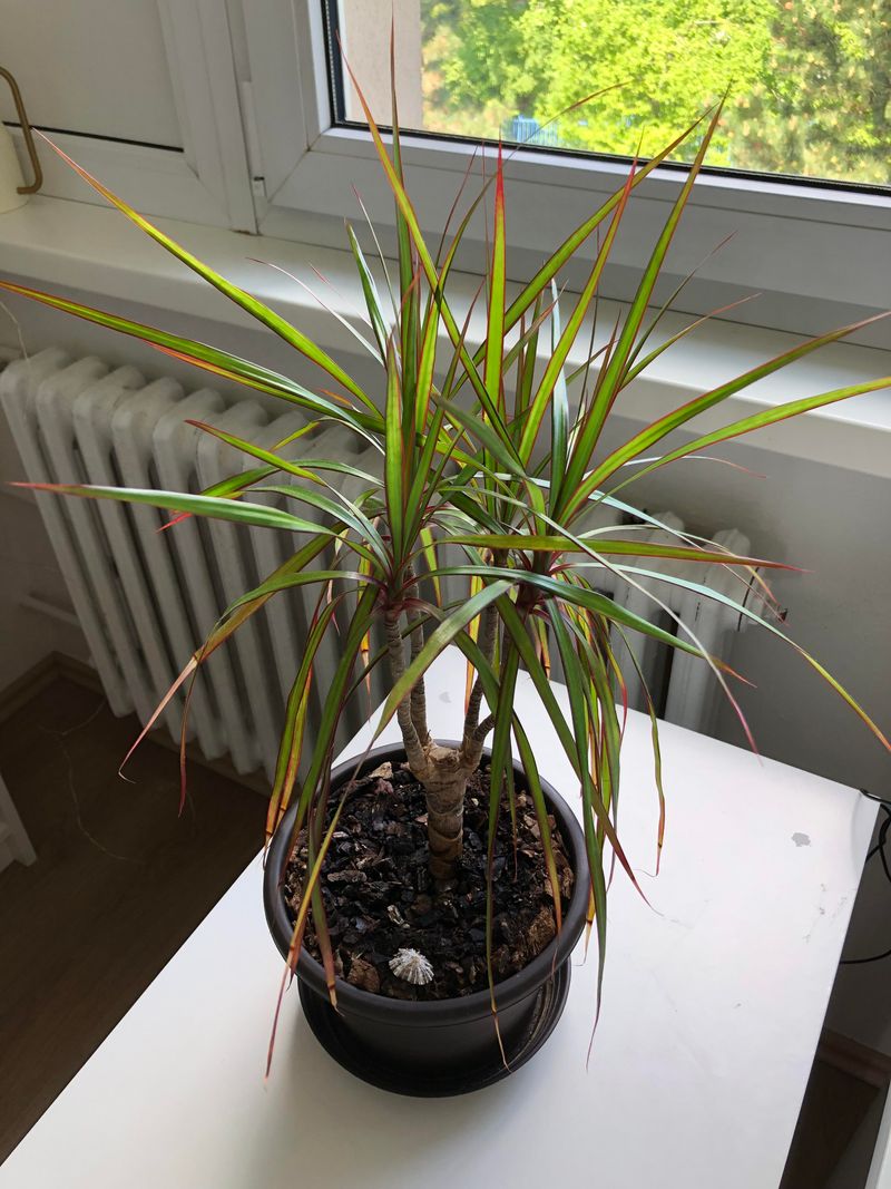 Water Dracaena The Right Way Every Time