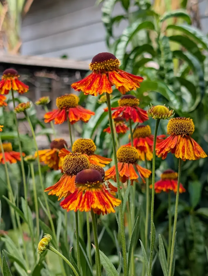 Helenium