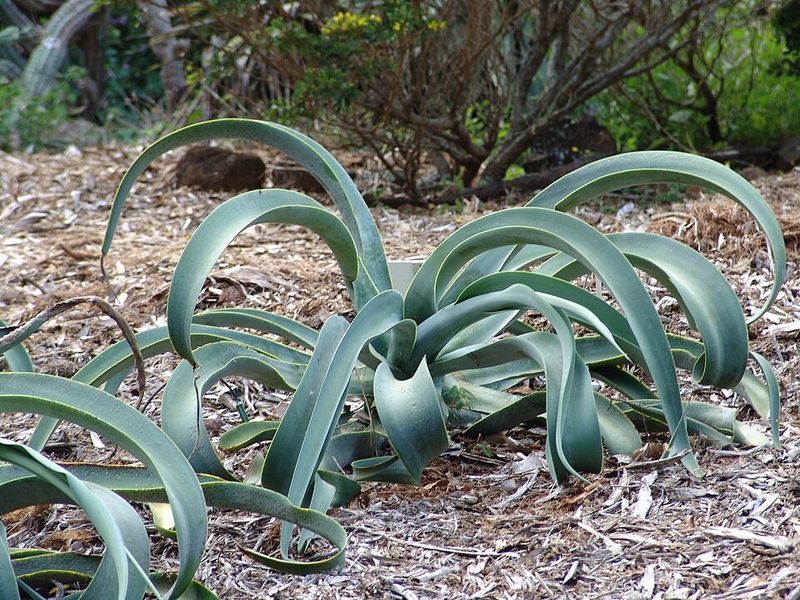 Octopus Agave Thrives In Heat With Minimal Water