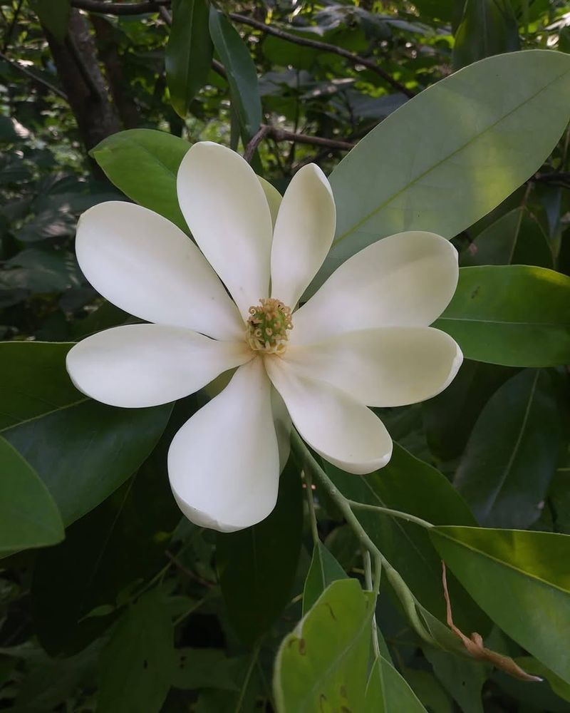 Sweetbay Magnolia Brings Creamy Blooms And A Fresh Spring Scent