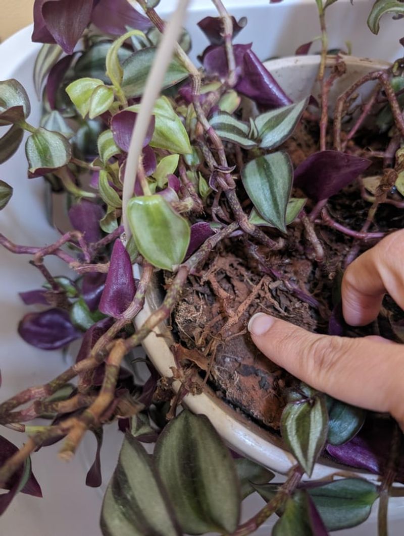 Use Well-Drained Soil To Prevent Rot