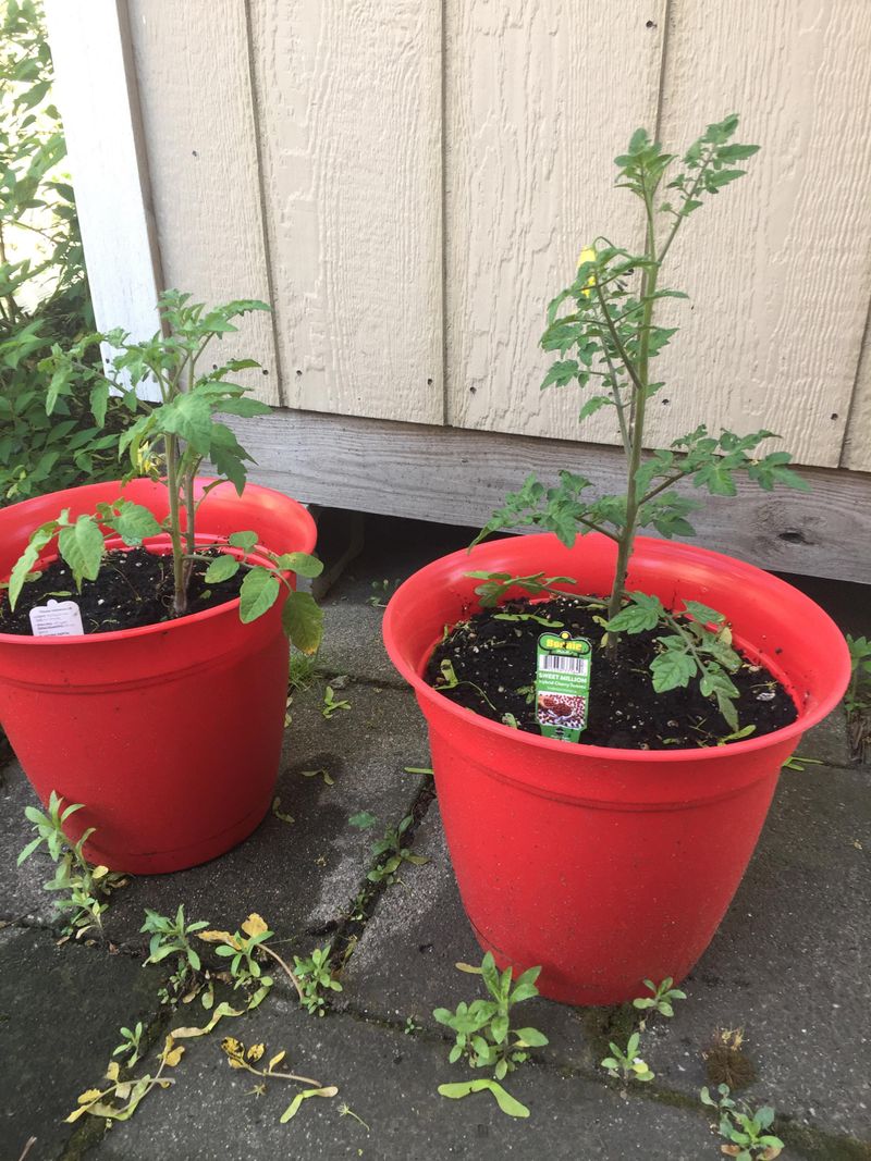 Plant Deep So The Stem Can Root Along The Way