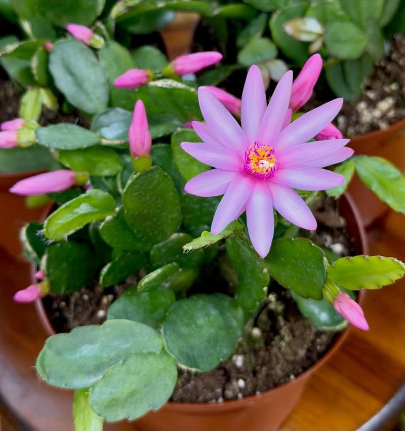 Keep Soil Light And Well Drained