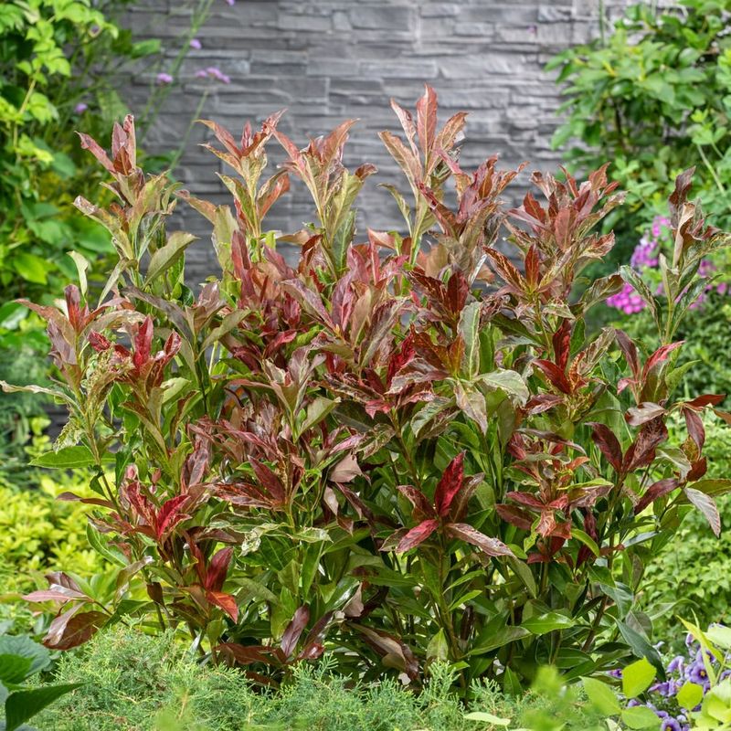 Water Deeply If Spring Rains Are Inconsistent