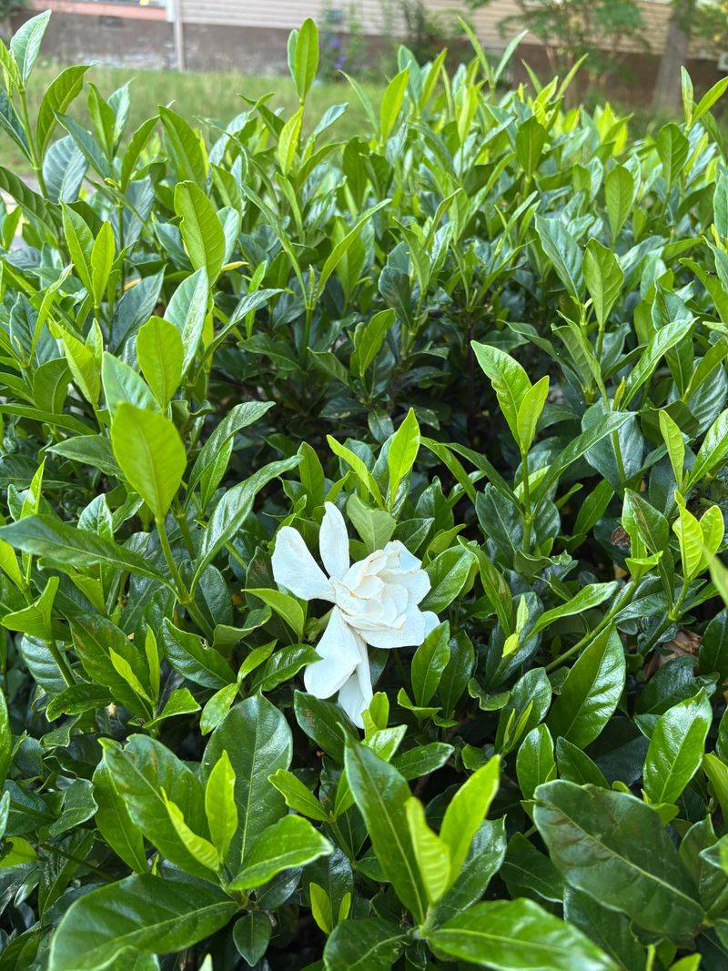 Check Soil Acidity Before New Growth Takes Off