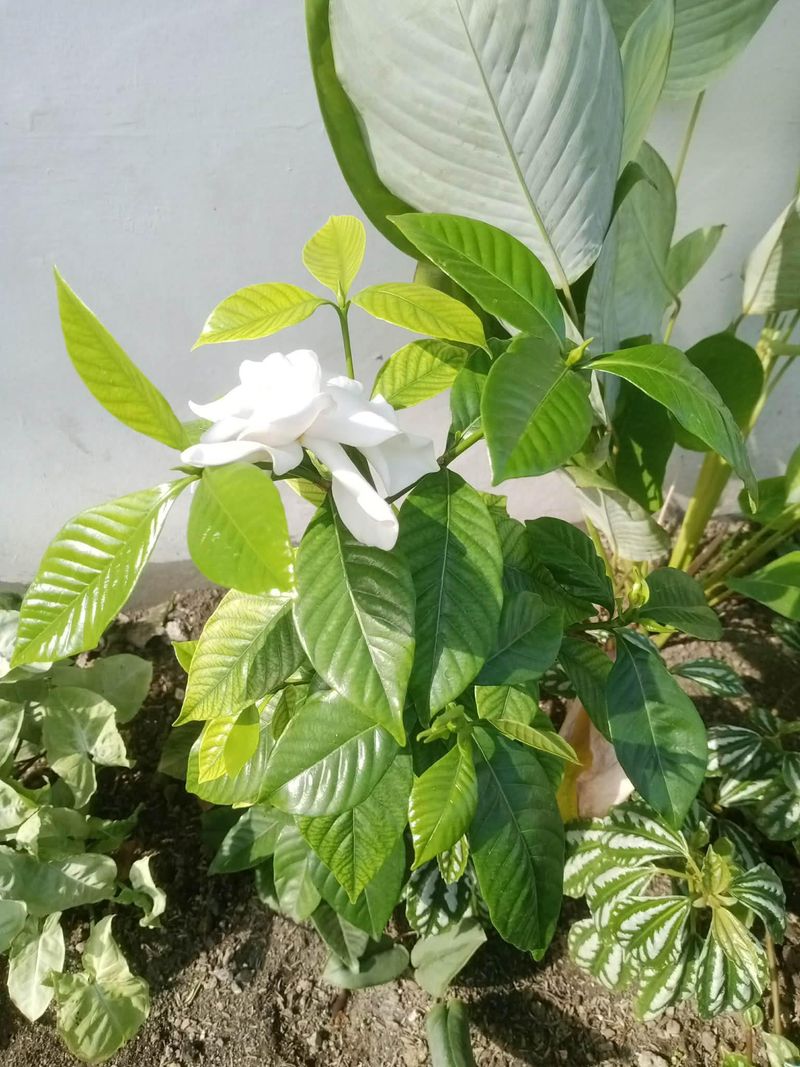 Keep Soil On The Acidic Side