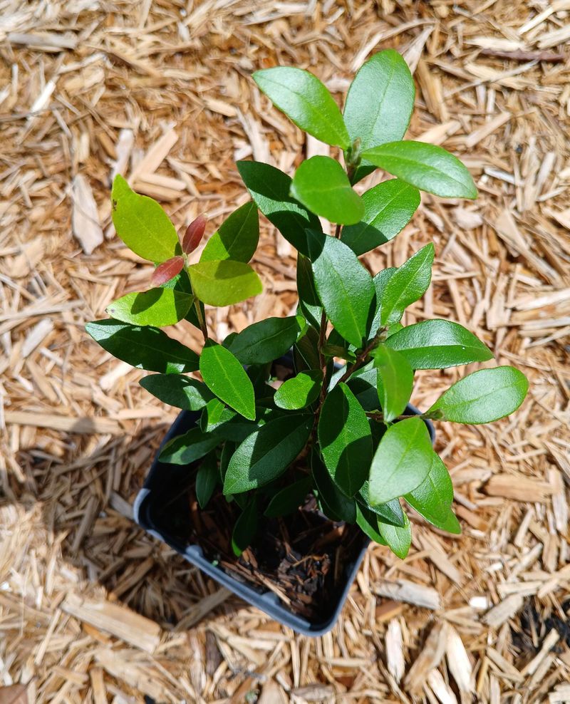 Water Deeply At First Then Let It Toughen Up