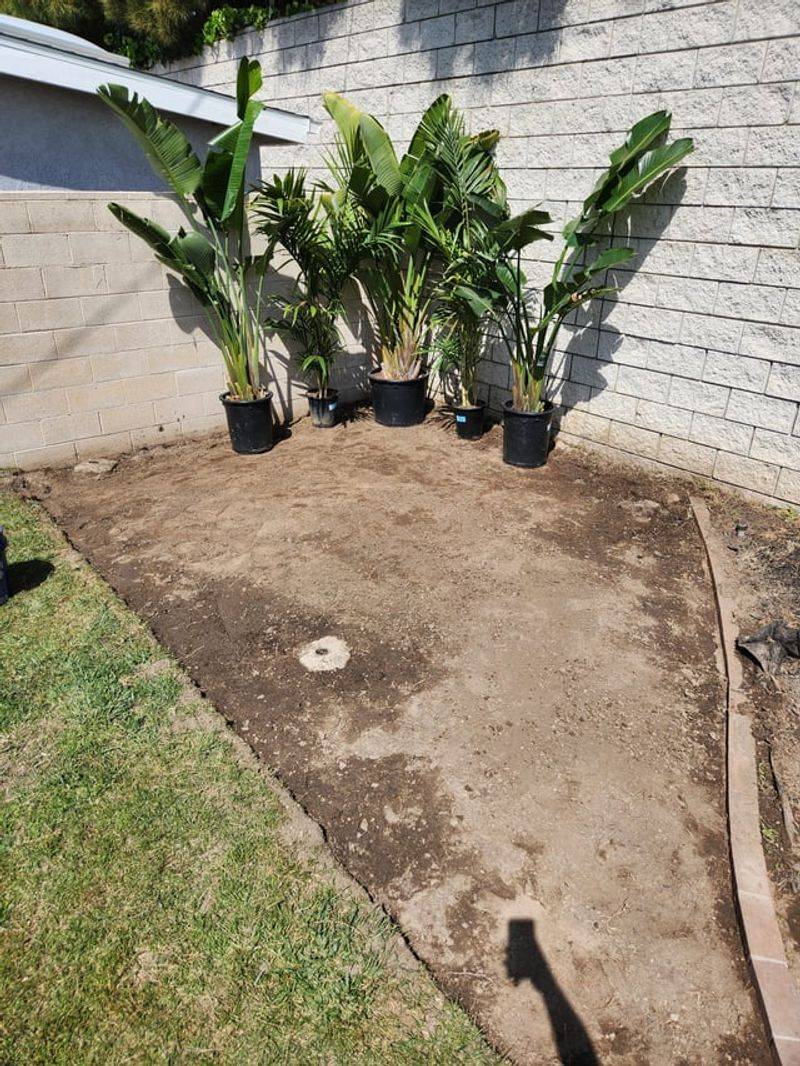 Space Palms Properly In The Landscape