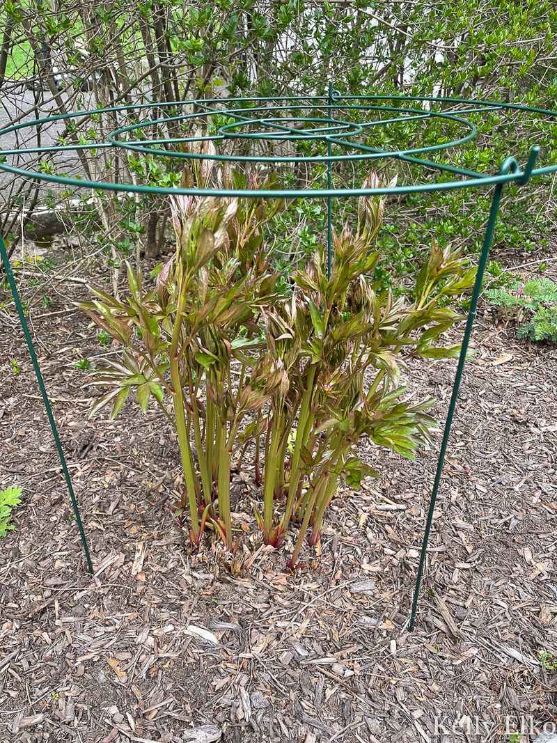 Use Supports Before Blooms Get Heavy