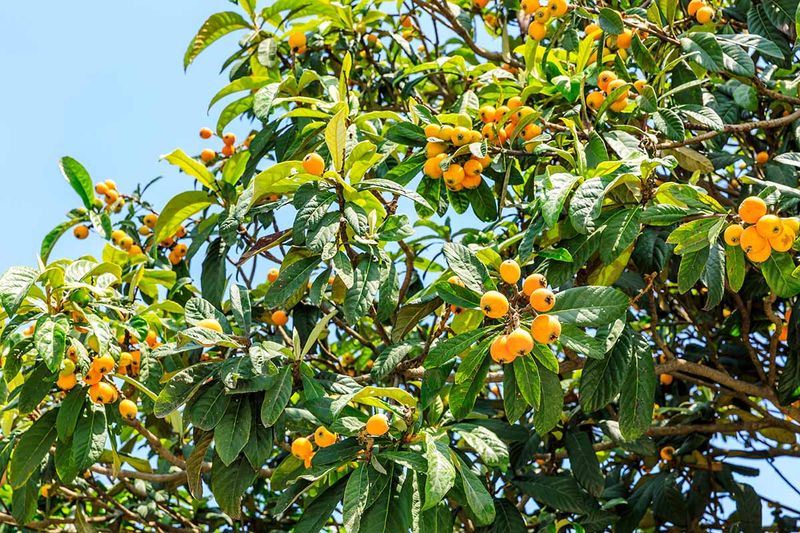 Feed Loquat Trees During Early Spring Growth
