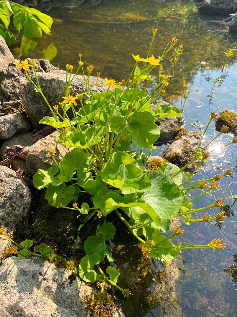 Use Marsh Marigolds In Rain Gardens And Pond Edges