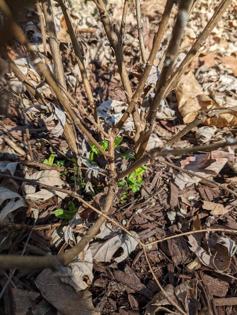 Prune Butterfly Bushes Now For Summer Blooms
