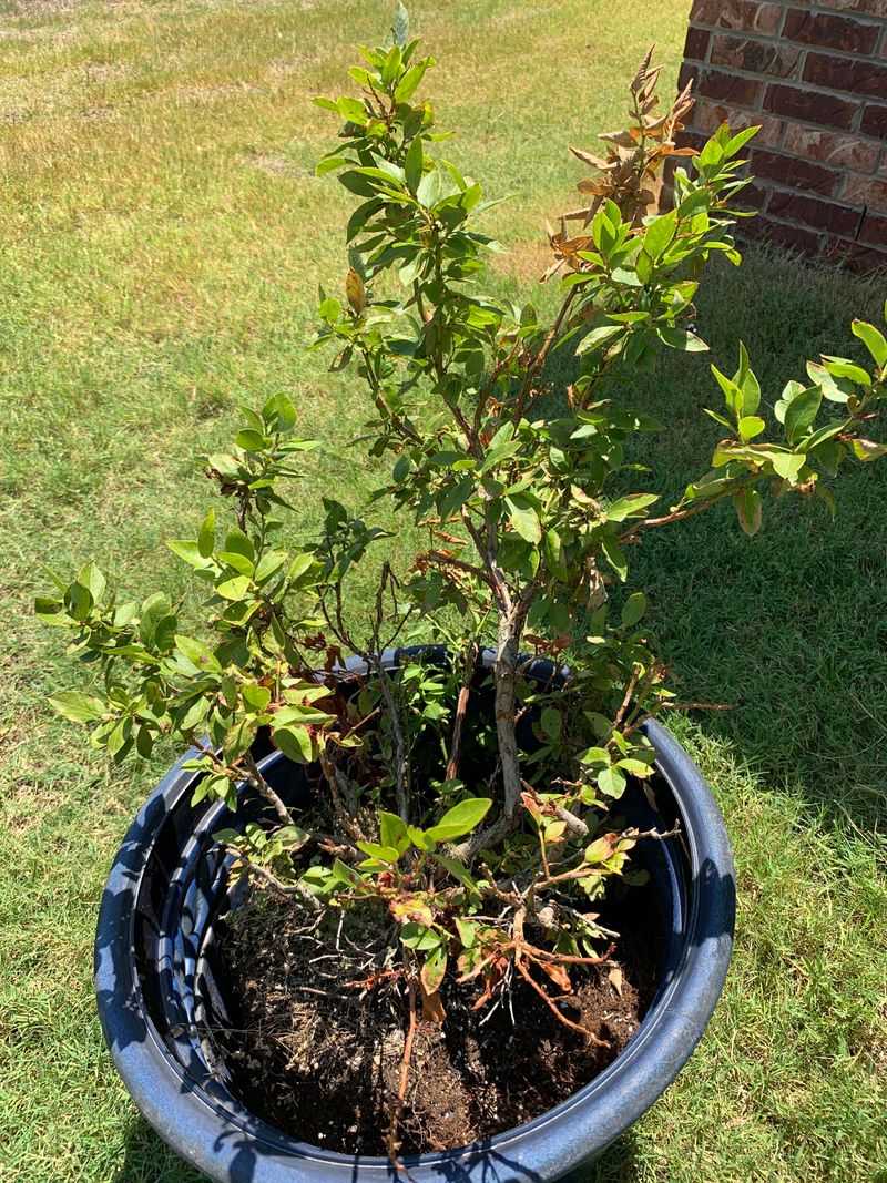 Water To Keep Roots Evenly Moist