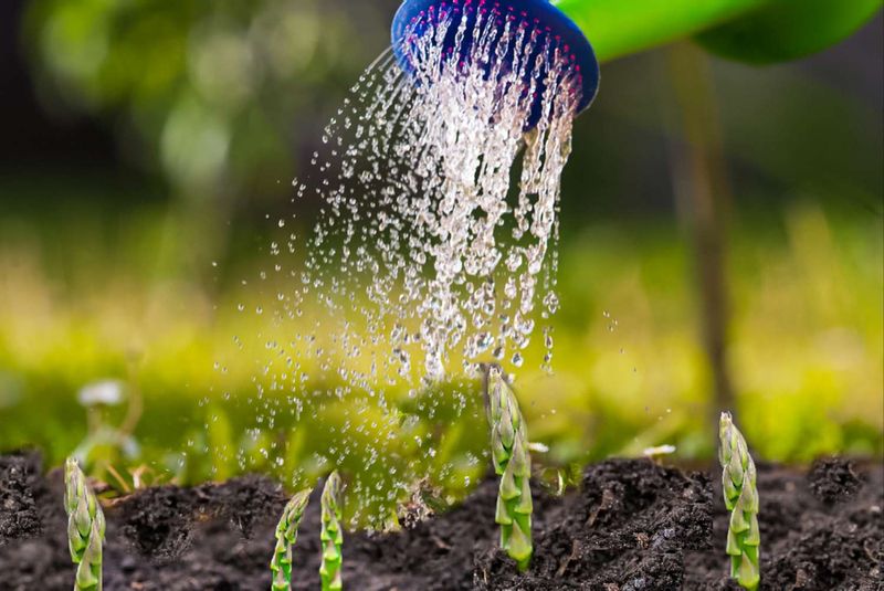 Water Deeply To Support Steady Growth In Texas Heat