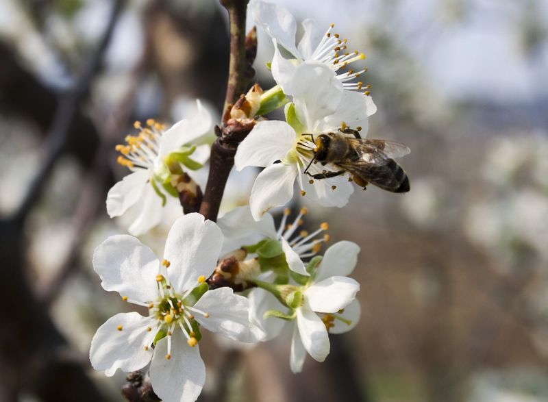 Know When Your Tree Needs A Pollination Partner