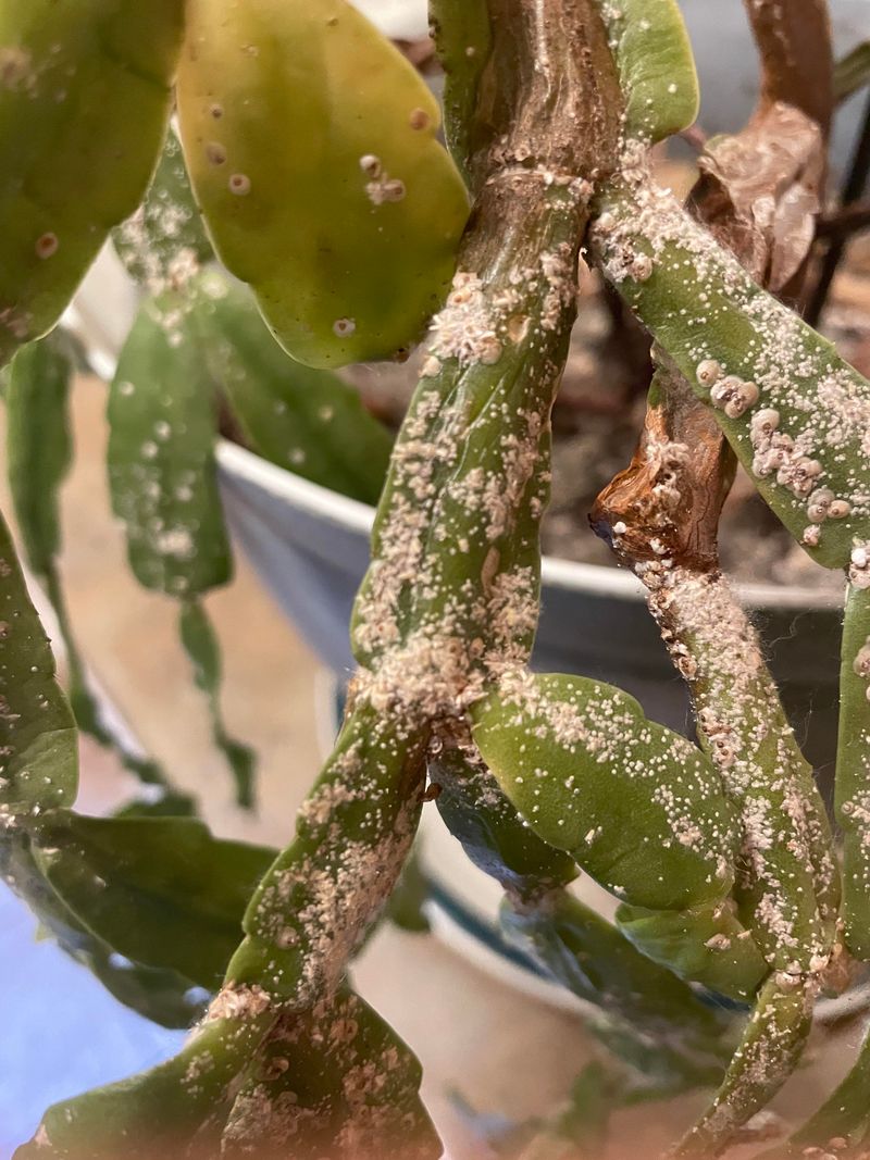 Check For Early Pest Activity