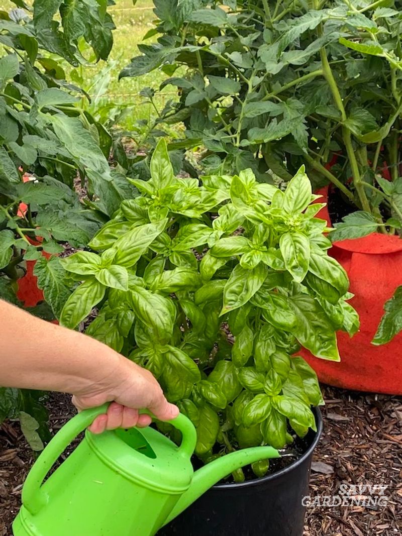 Water Properly To Keep Your Basil Healthy And Happy