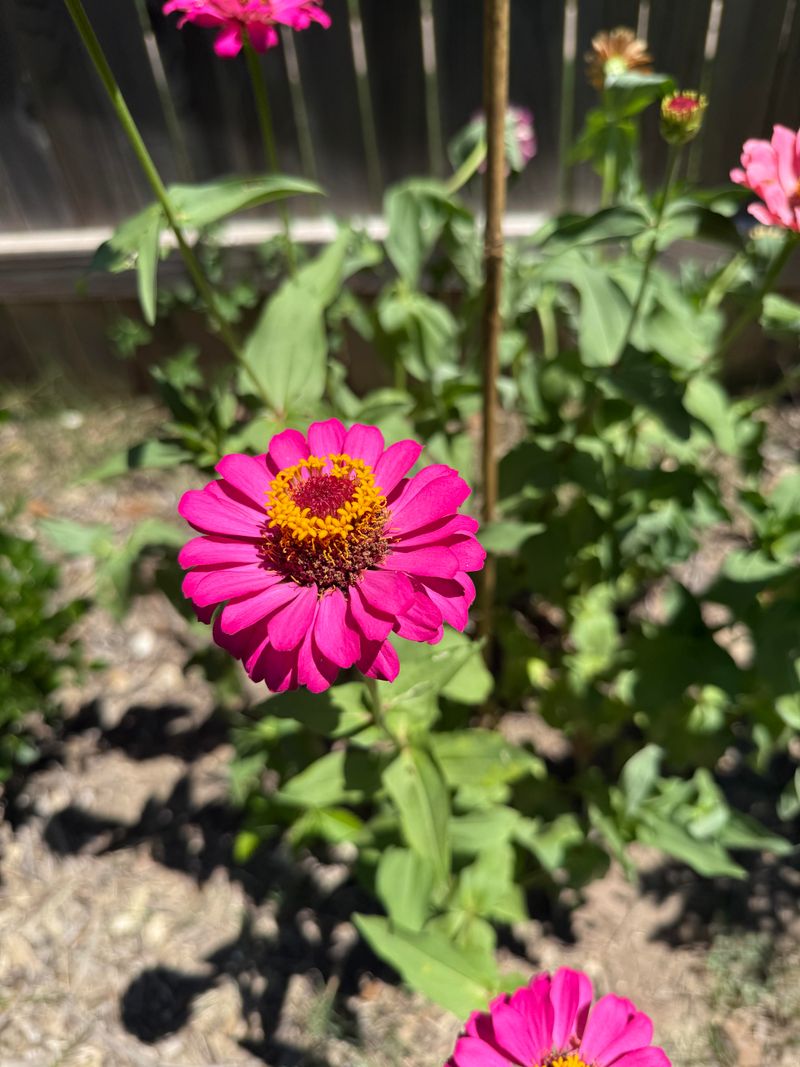 Choose Well Drained Soil