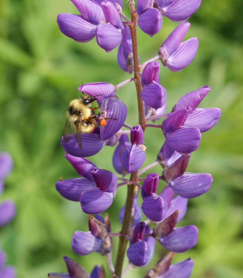 Lupine Standing Tall For Happy Humming Pollinators