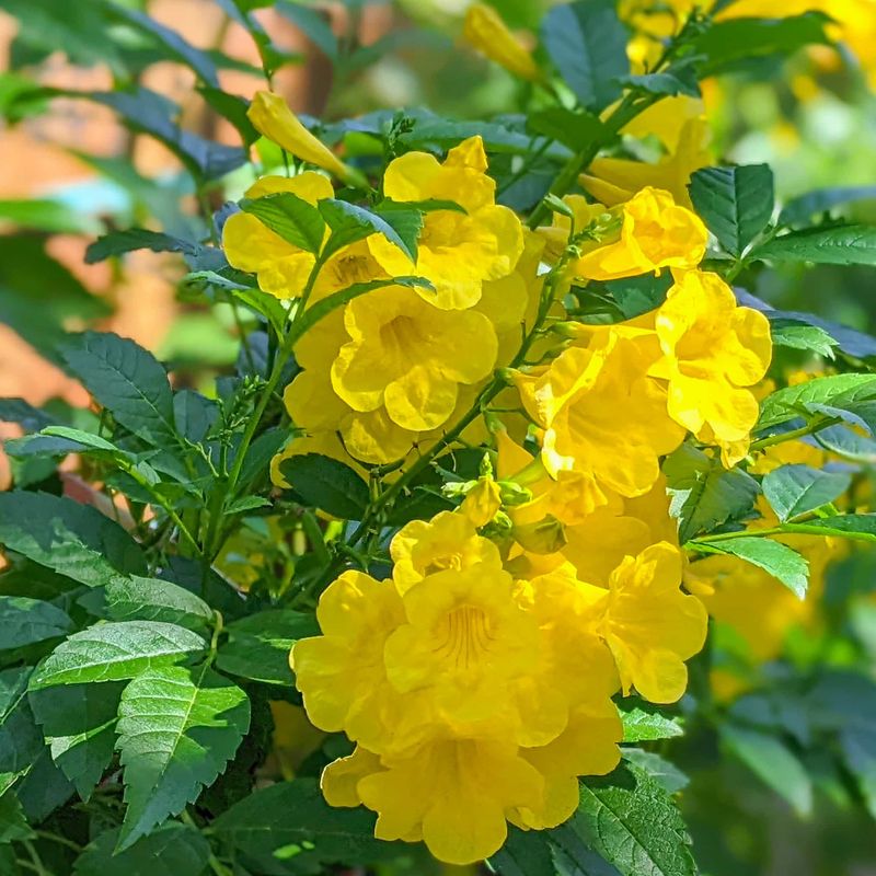 Yellow Bells Produces Trumpet Flowers Through Intense Heat