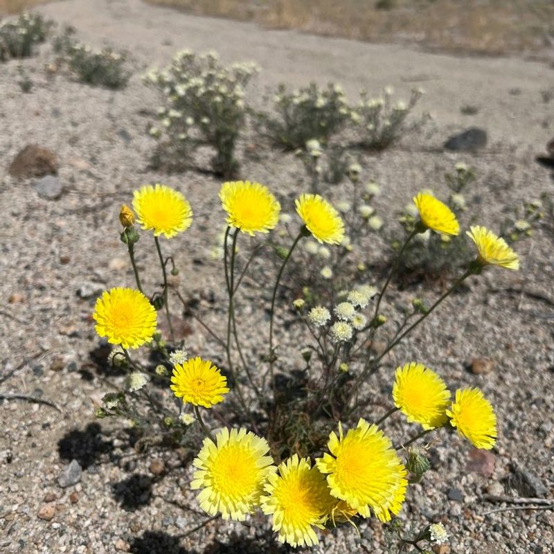 Angelita Daisy Keeps Blooming When Left Untouched In March
