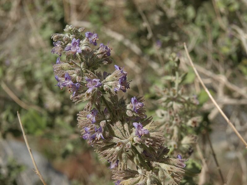 Desert Lavender Thrives In Full Sun With Low Water Needs