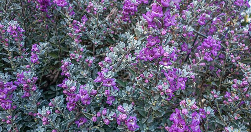 Texas Sage Shining In The Sun