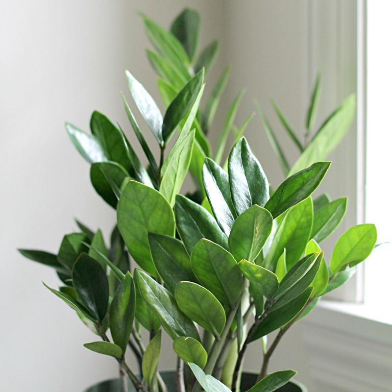 Dry Indoor Air Does Not Usually Bother This Houseplant