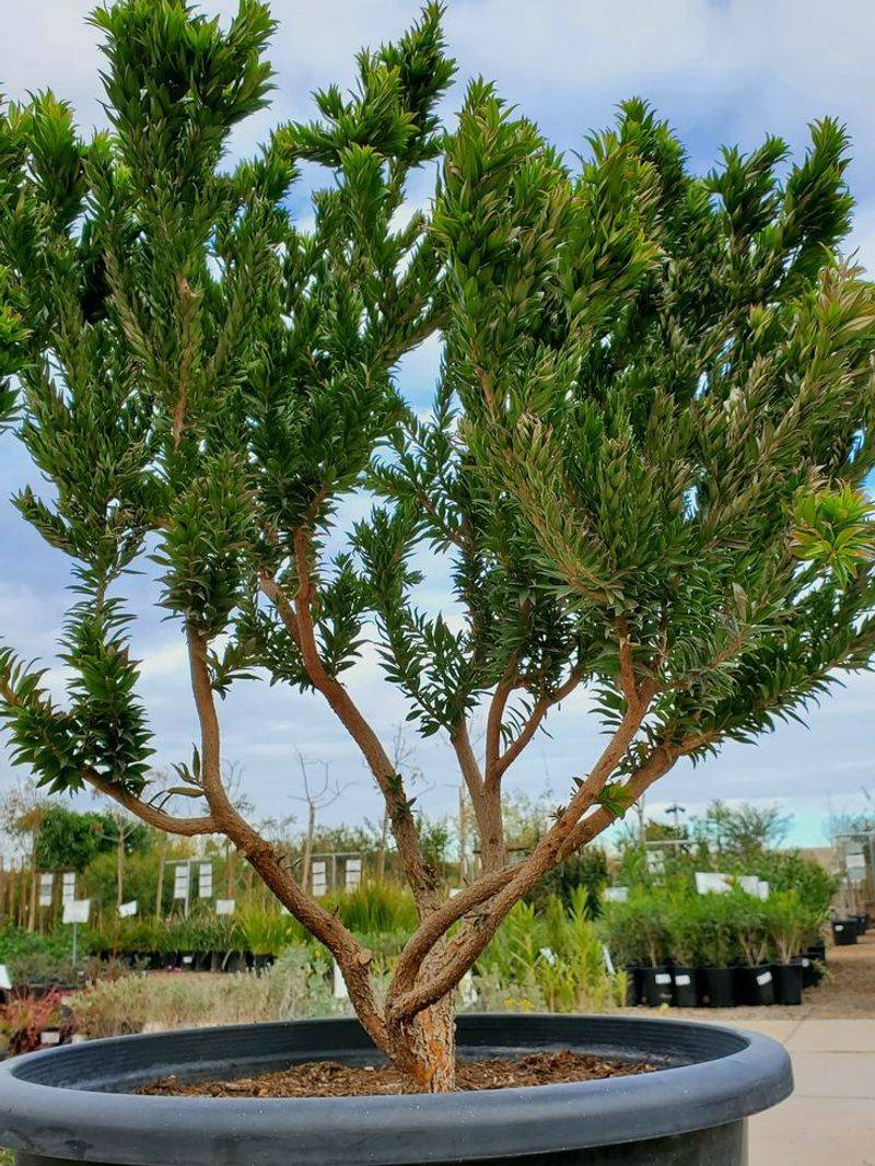 Naturally Compact Growth Fits Easily Into Smaller Gardens