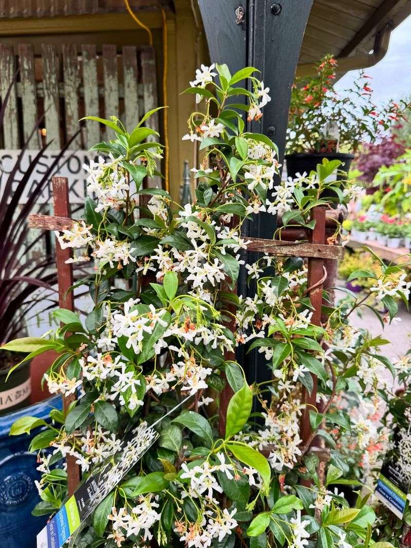 White Flowers Bring More Life To The Front Step