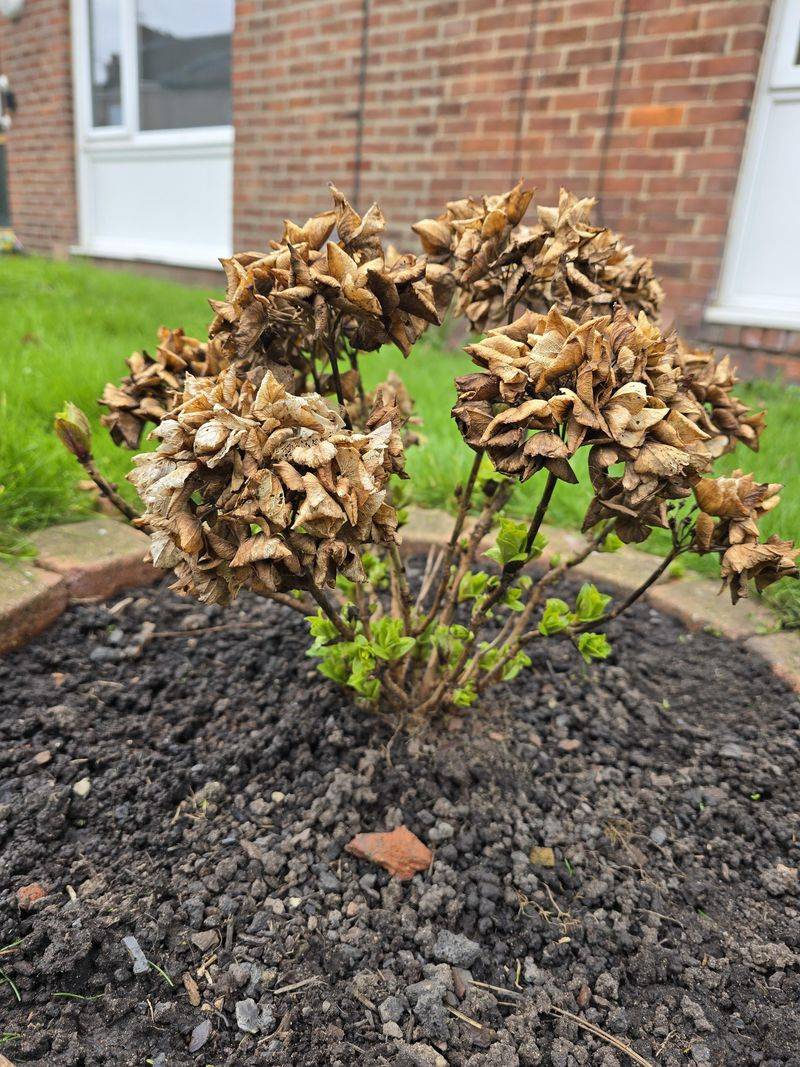 Deadhead Carefully And Consider Leaving Old Blooms A Bit Longer