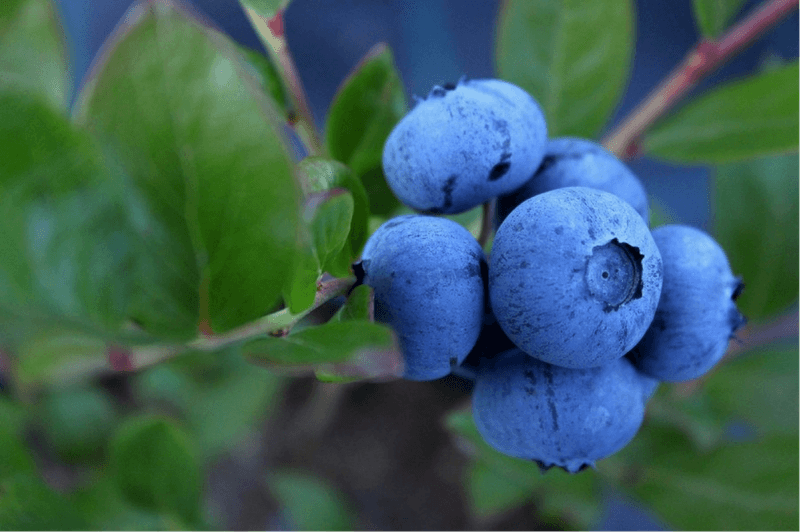 Blueberries 