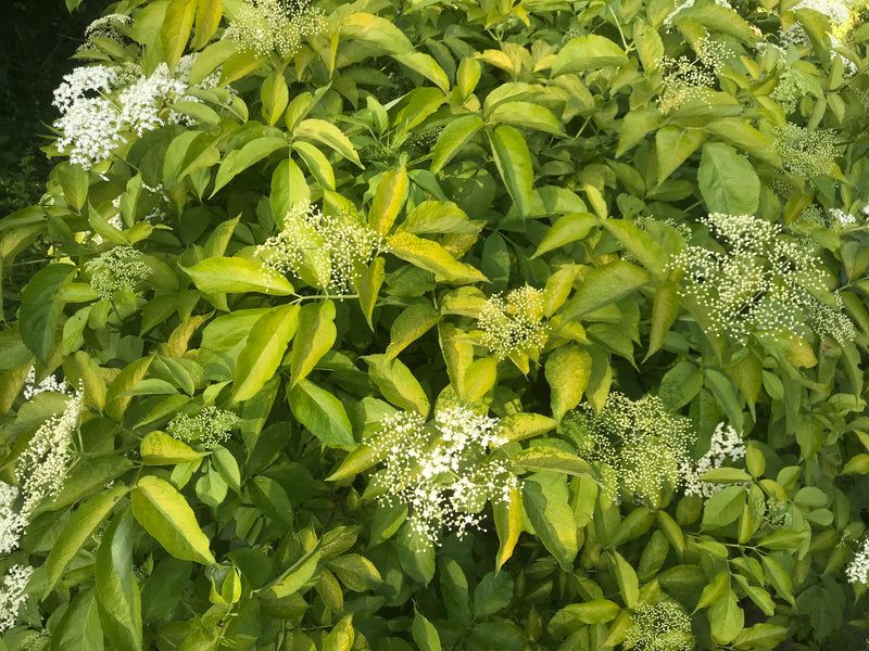 Golden Elderberry Adds Soft, Luminous Leaves