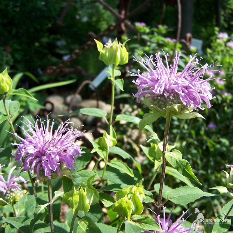 Wild Bergamot