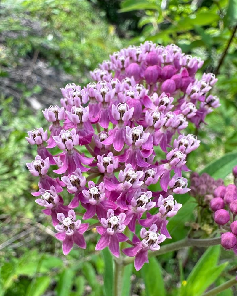 Swamp Milkweed Supporting Monarchs And More
