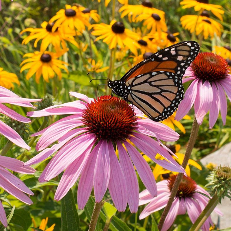 Purple Coneflower Provides Steady Summer Nectar