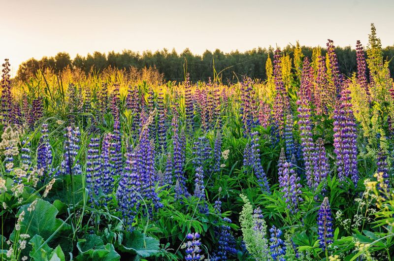 Wild Lupine Adds Structure And Native Value