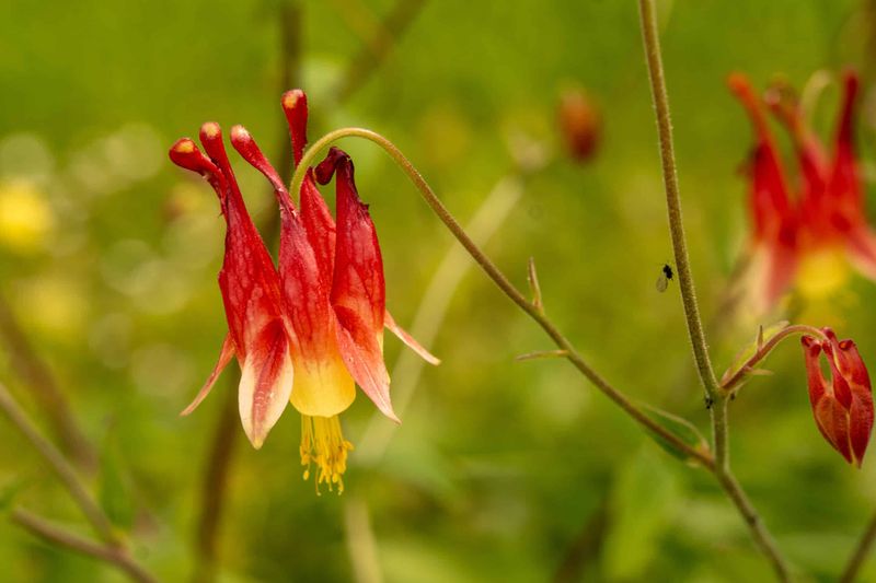 Wild Columbine Dangles Elegant Red And Yellow Bells