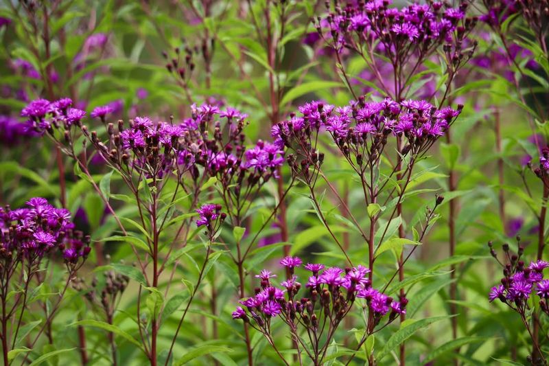 New York Ironweed (Vernonia Noveboracensis)