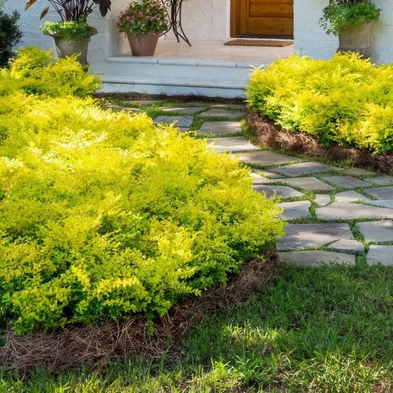 Sunshine Ligustrum Brightens Year-Round Spaces