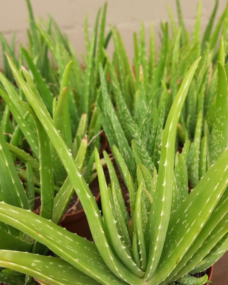 Aloe Vera Stores Moisture And Handles Dry Conditions