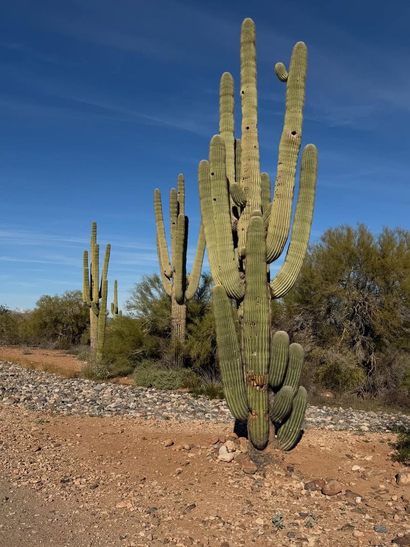 Saguaro Grows Slowly With Almost No Water Once Established