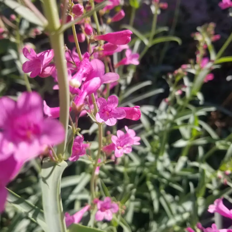 A Strong Spring Display Comes From Parry's Penstemon