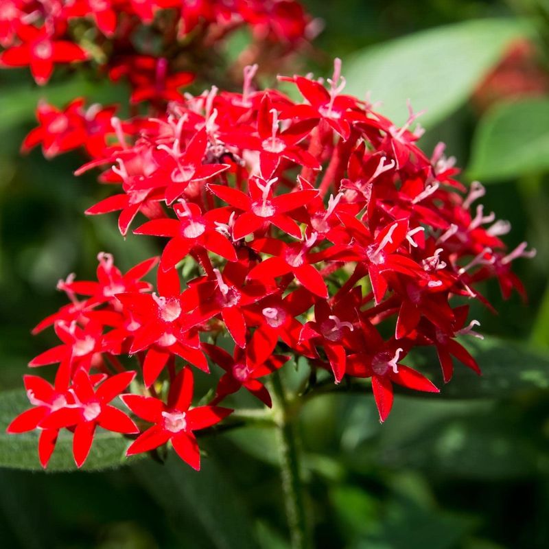 Pentas Keeps Color Going In Full Sun