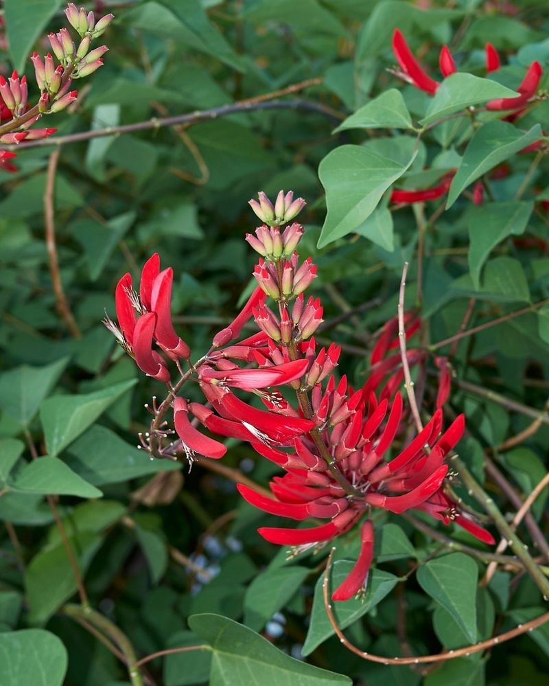 Coral Bean With Bold Red Flowers
