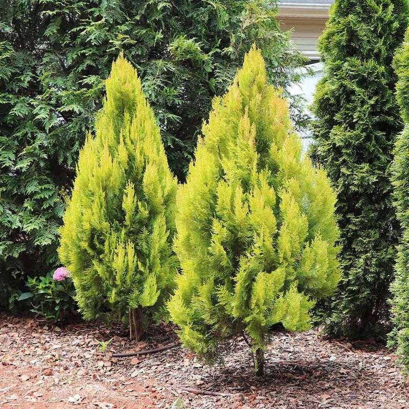 Forever Goldy Arborvitae Offers Long-Lasting Brilliance