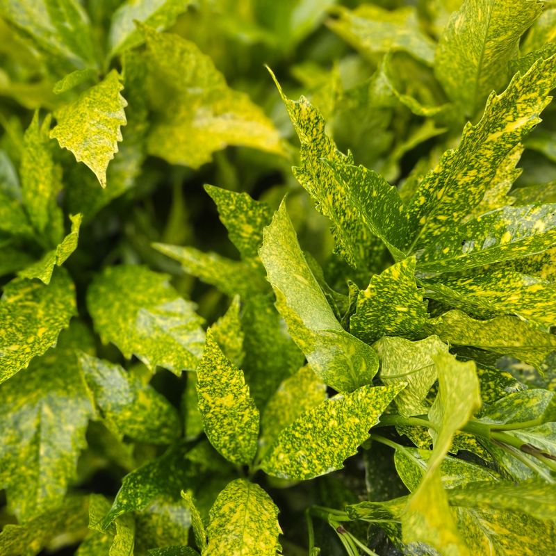 Gold Dust Aucuba Shines in the Shade