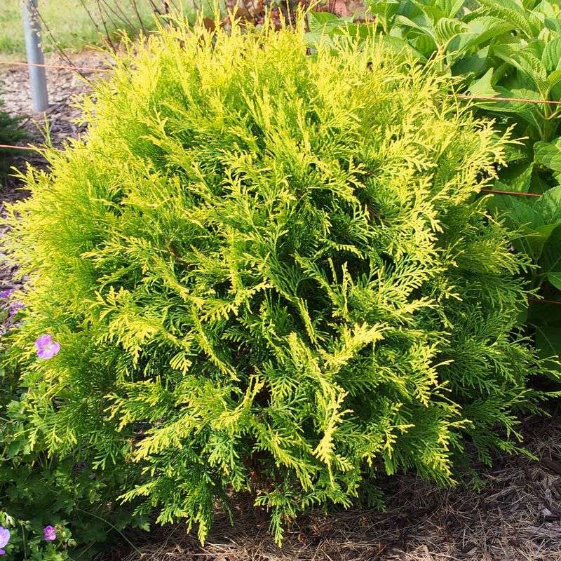 Golden Globe Arborvitae Brings Winter Color