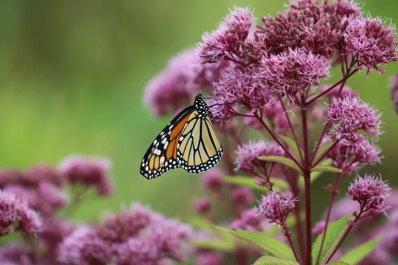 Joe-Pye Weed Draws Swallowtails To Your Yard